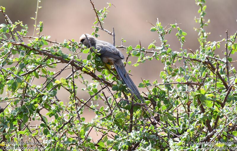 White-headed Mousebird