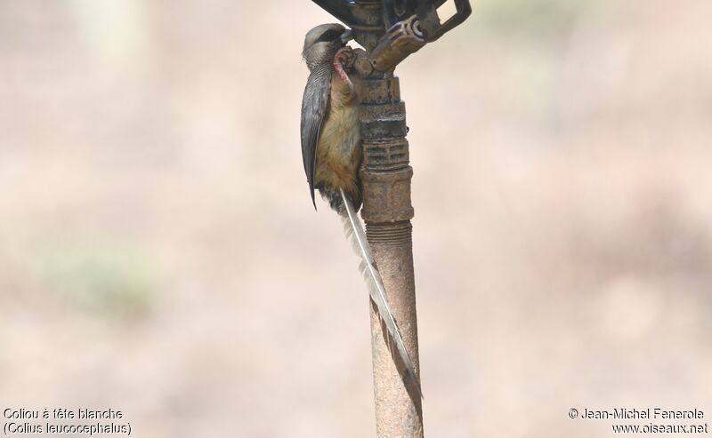 White-headed Mousebird