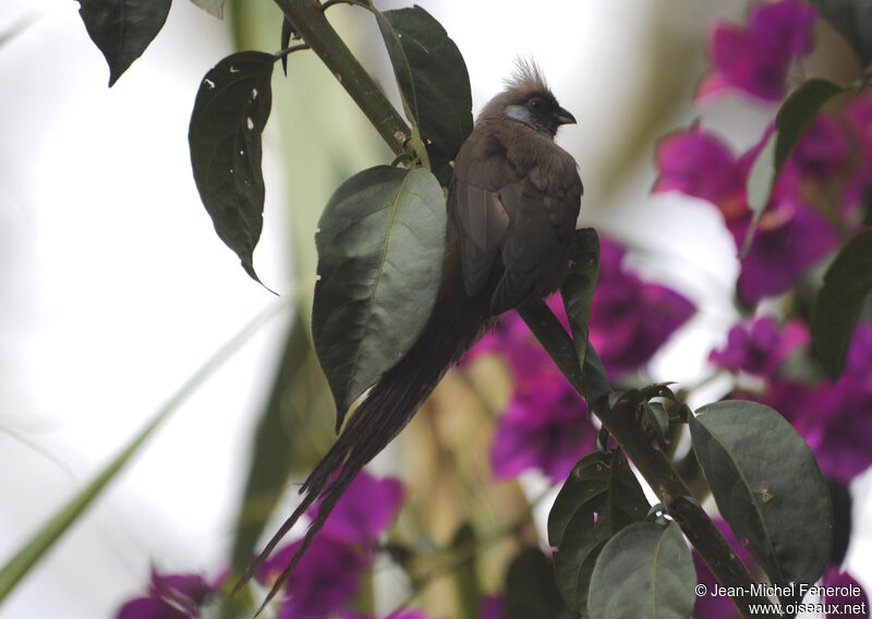 Speckled Mousebird