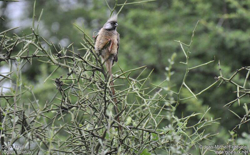 Speckled Mousebird