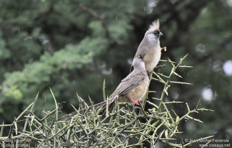 Speckled Mousebird