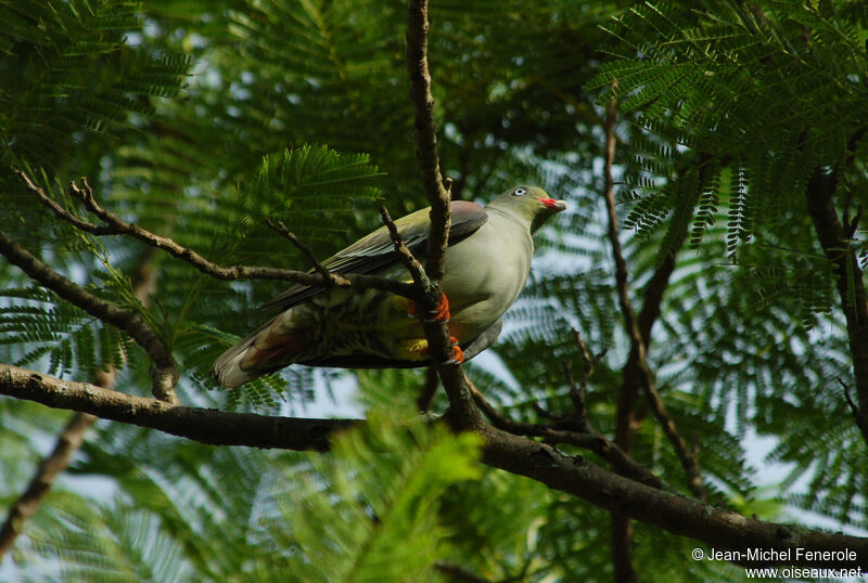 African Green Pigeon