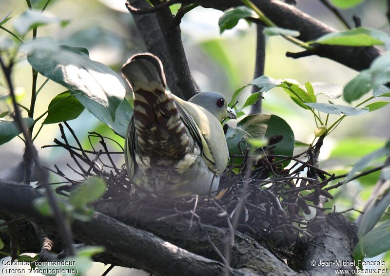 Yellow-footed Green Pigeon