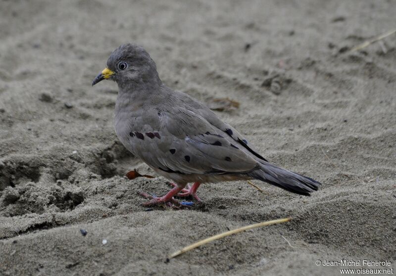 Croaking Ground Dove