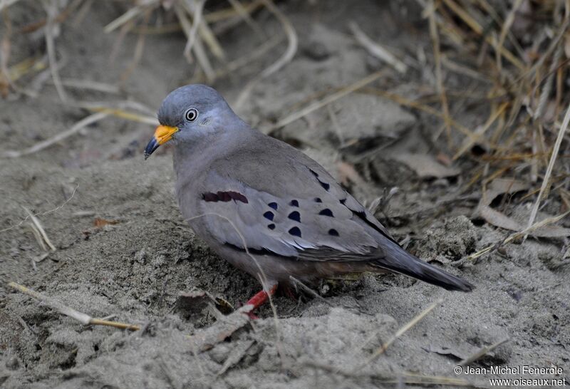 Croaking Ground Dove