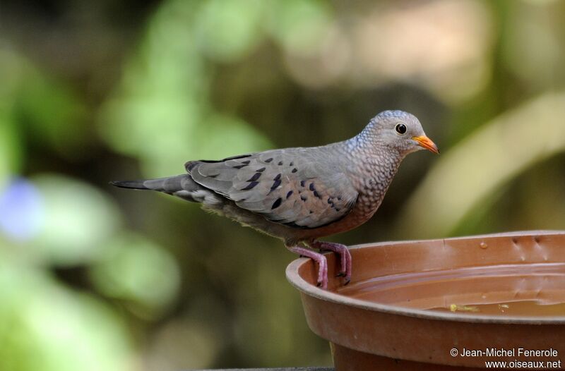 Common Ground Dove