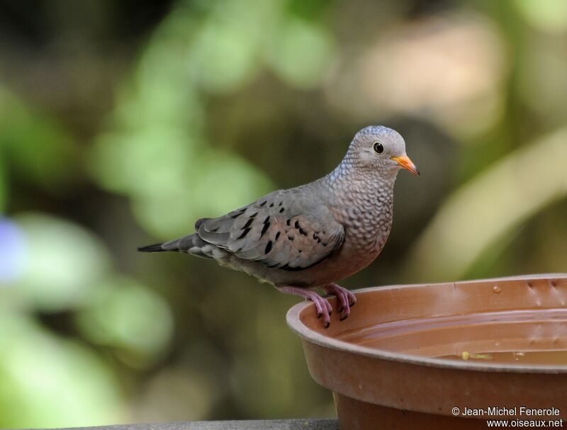 Common Ground Dove