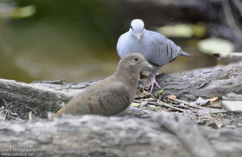 Blue Ground Dove female, identification