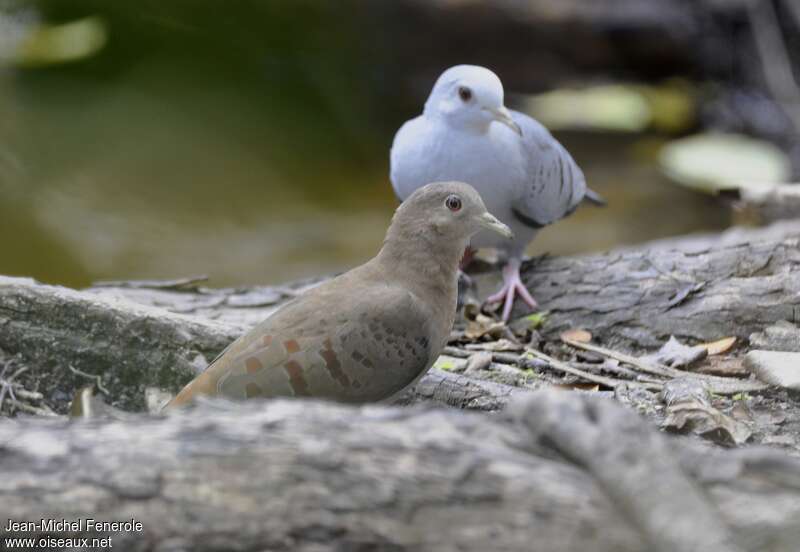 Blue Ground Doveadult, Behaviour