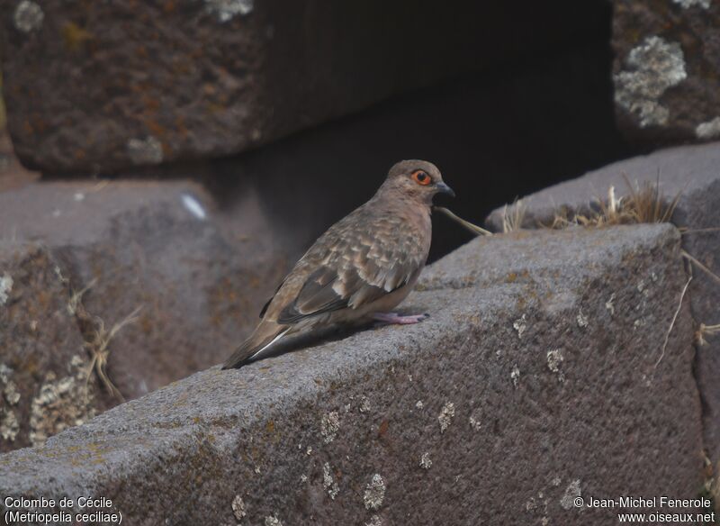 Bare-faced Ground Dove