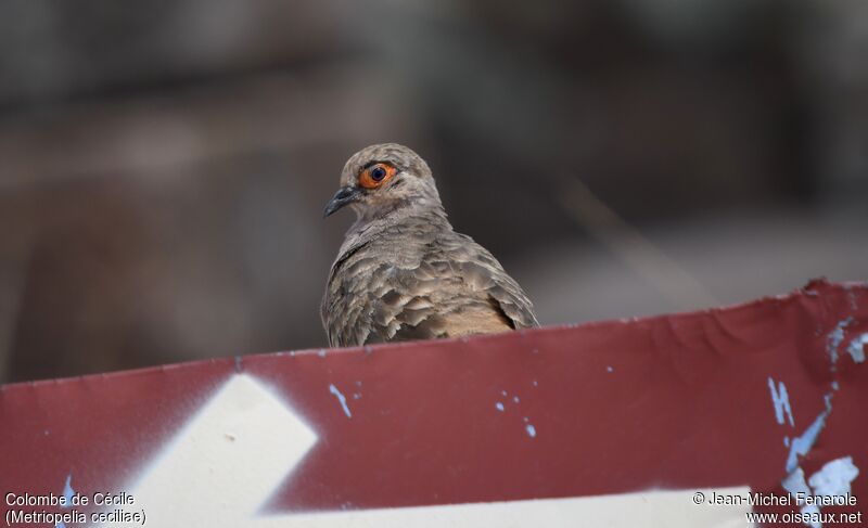 Bare-faced Ground Dove