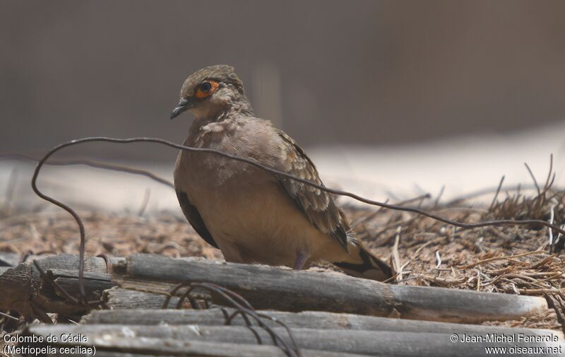 Bare-faced Ground Dove