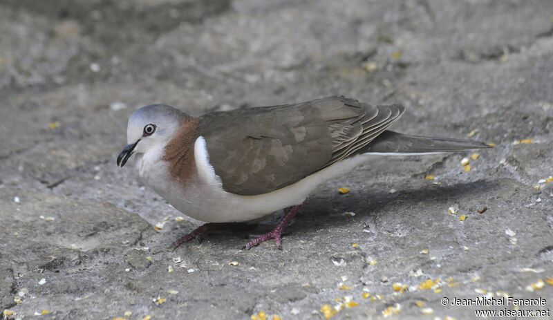 Caribbean Dove