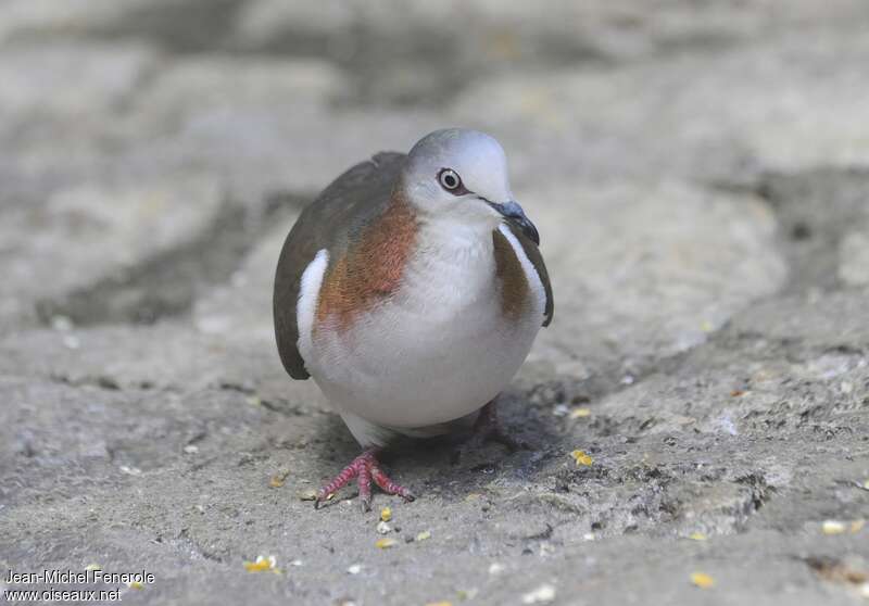 Caribbean Doveadult, aspect