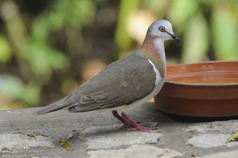 Colombe de la Jamaïqueadulte, identification