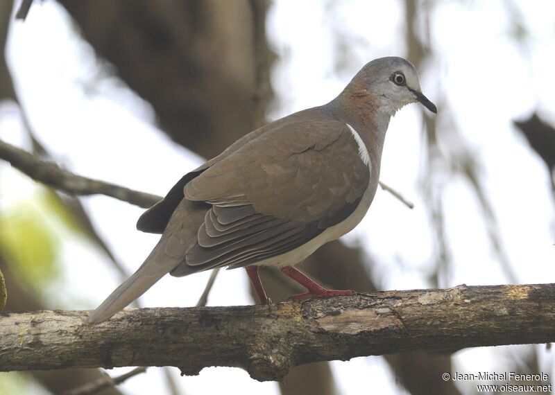 Caribbean Dove