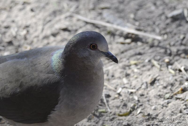 White-tipped Dove