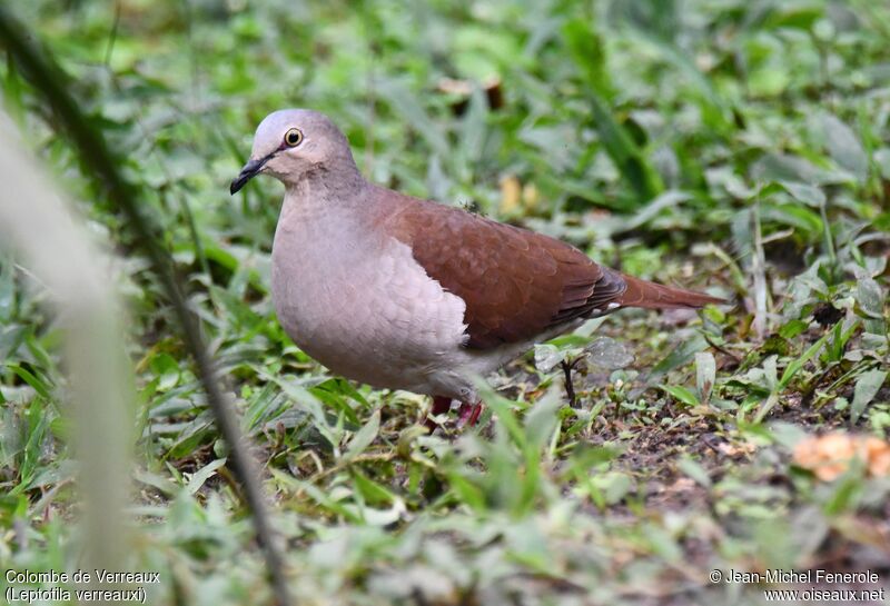 White-tipped Dove