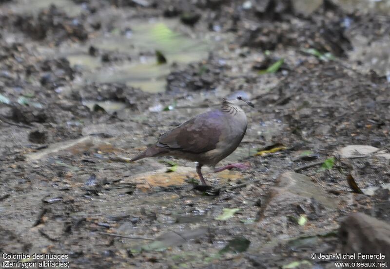 White-faced Quail-Dove