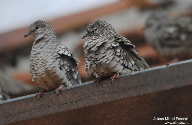 Scaled Dove