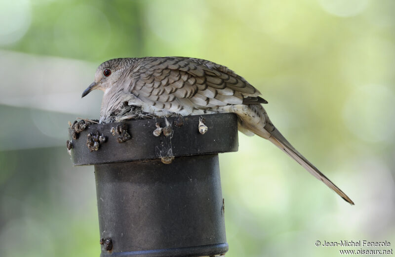 Inca Doveadult