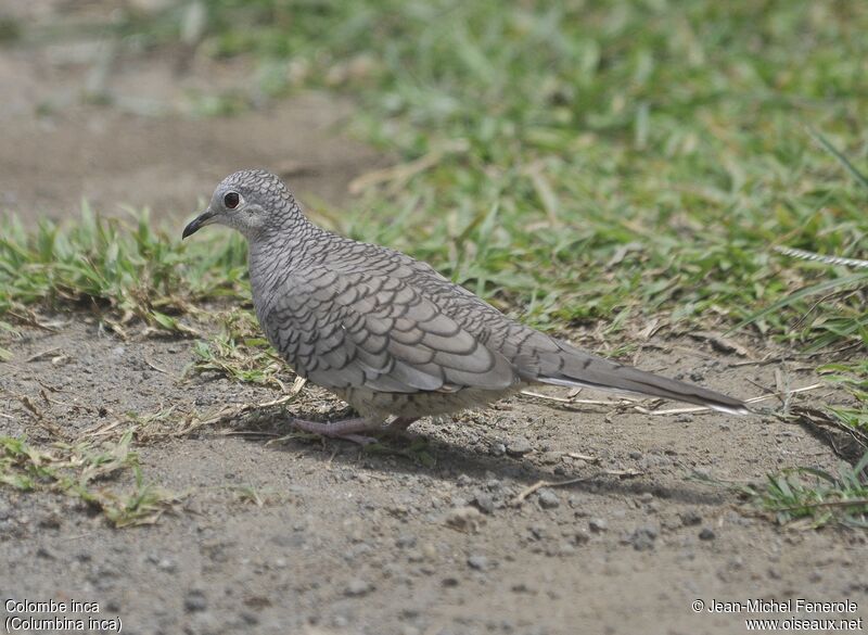 Inca Dove