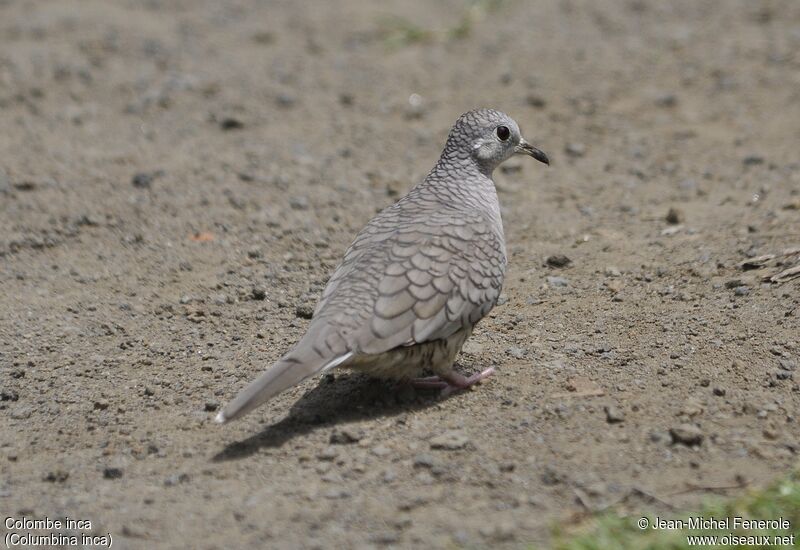 Inca Dove