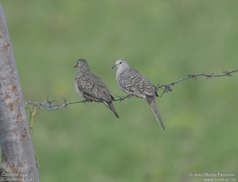 Inca Dove