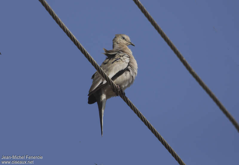 Picui Ground Doveadult, Behaviour