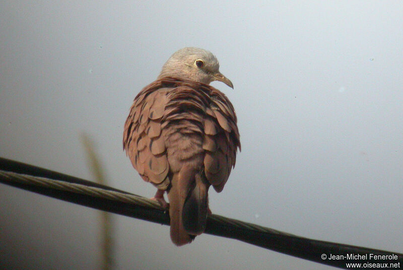 Ruddy Ground Dove