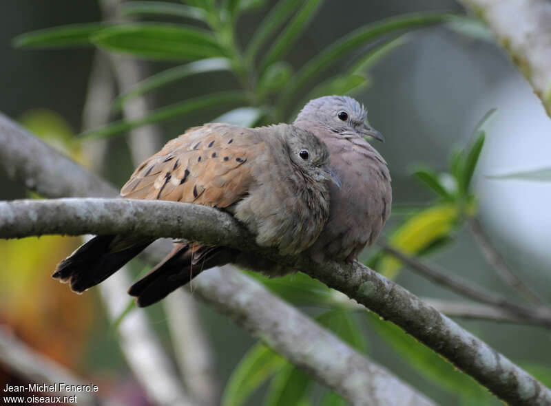 Ruddy Ground Doveadult