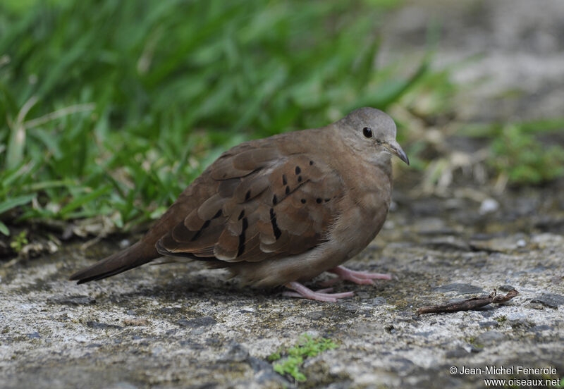 Ruddy Ground Dove