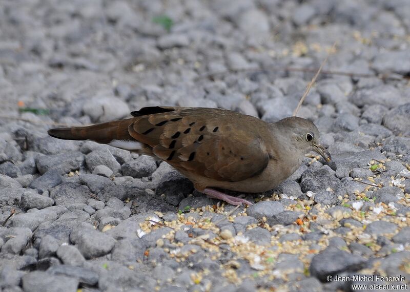 Ruddy Ground Dove