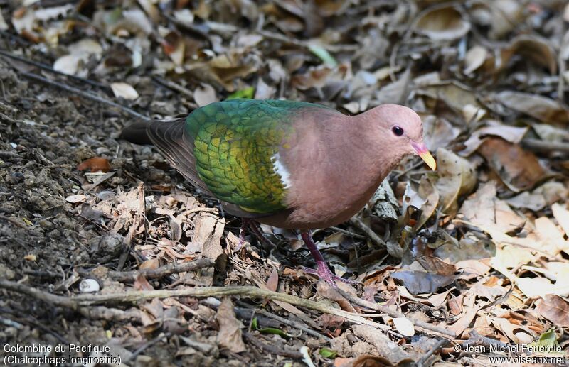 Pacific Emerald Dove