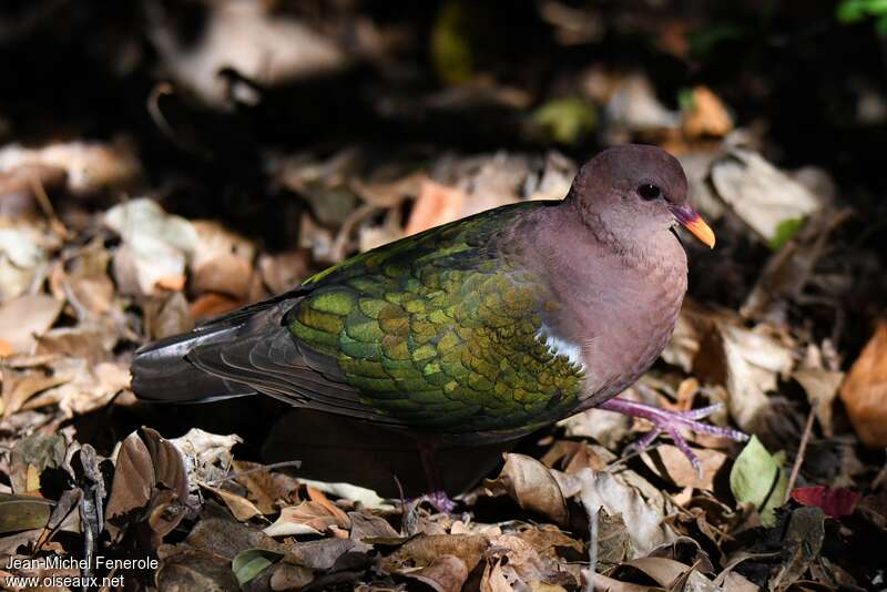 Pacific Emerald Dove