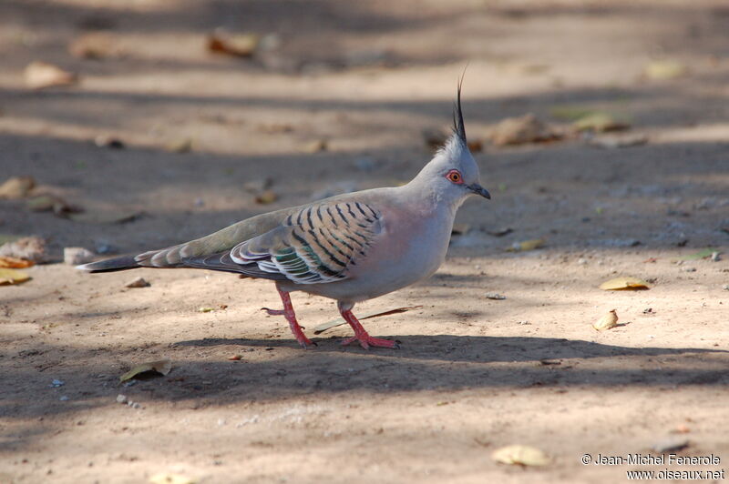 Crested Pigeonadult