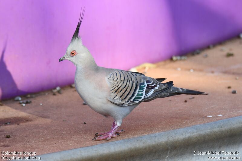 Crested Pigeon