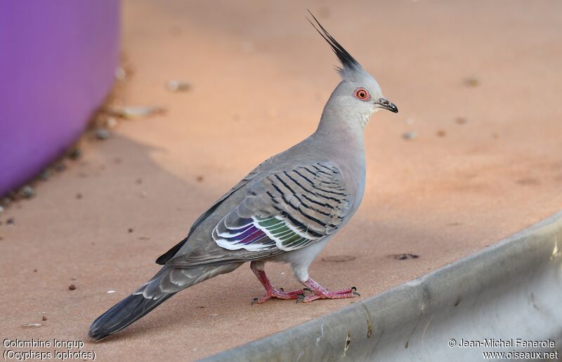 Crested Pigeon