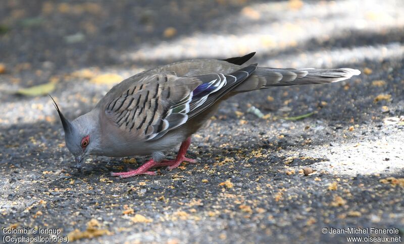 Crested Pigeon