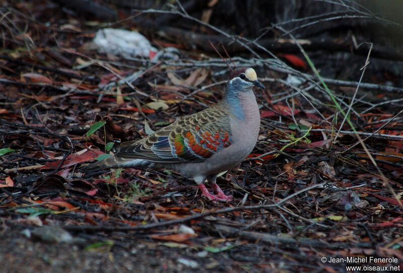 Common Bronzewing