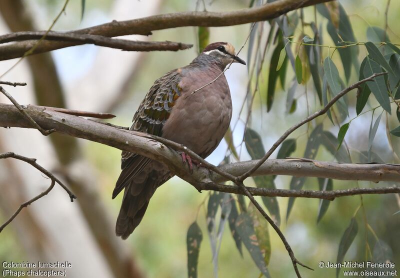 Common Bronzewing