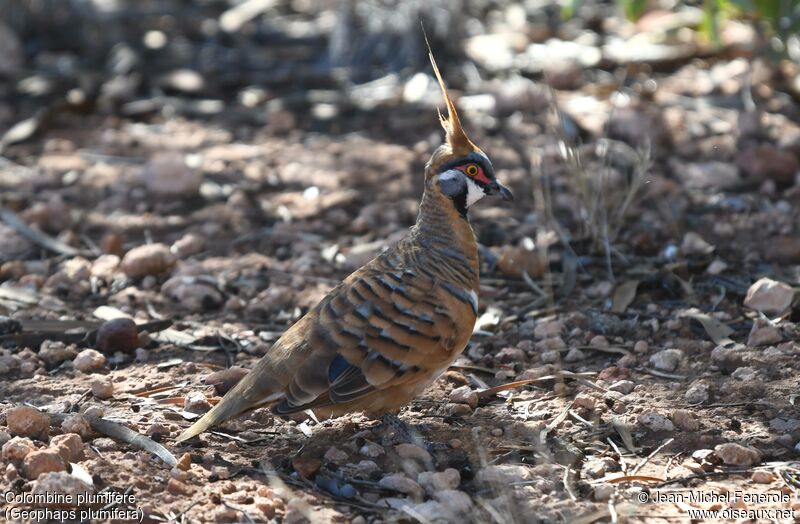 Spinifex Pigeon