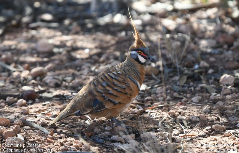 Spinifex Pigeon