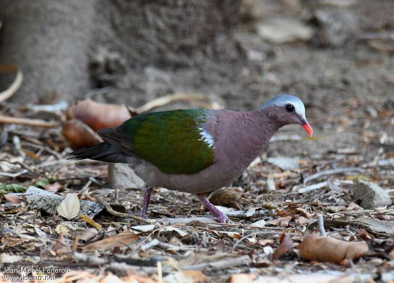 Common Emerald Dove male adult, Behaviour