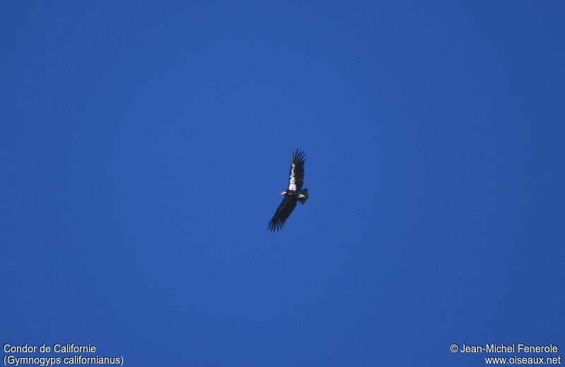 California Condor