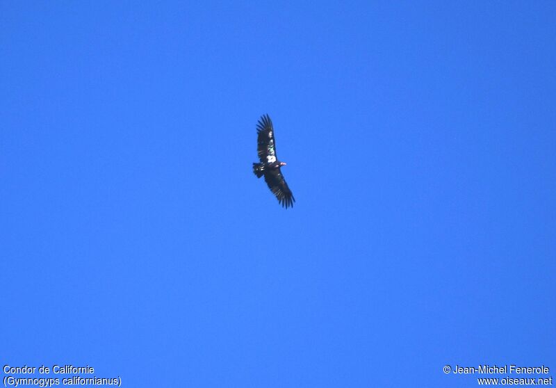 California Condor