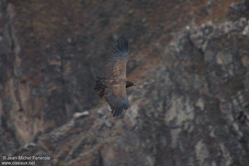 Condor des Andes