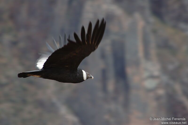 Andean Condor female