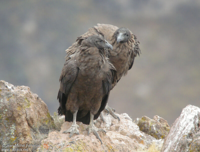 Condor des Andes