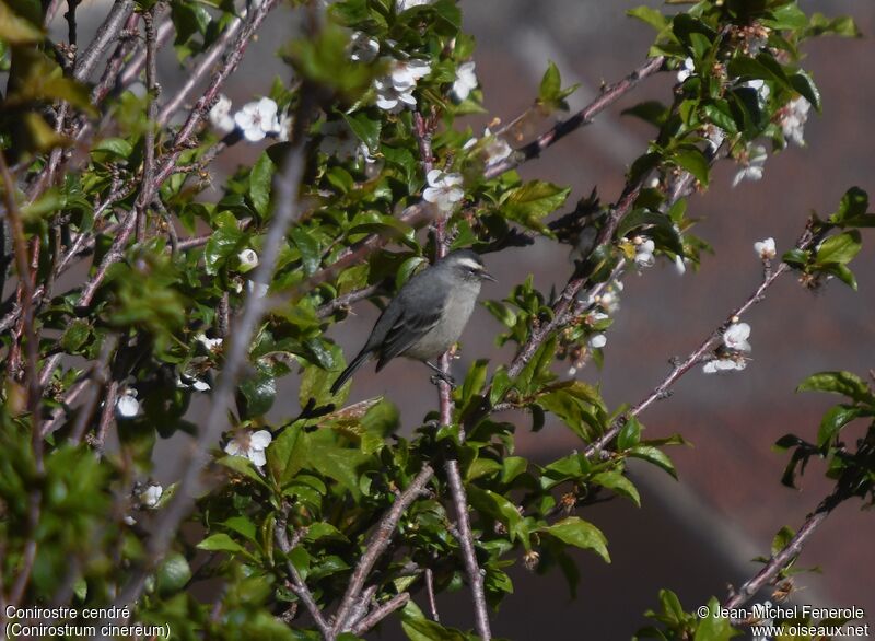 Cinereous Conebill